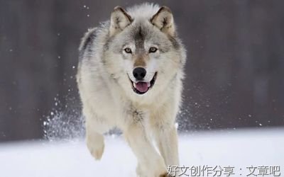 《文明的比较》读后感摘抄
