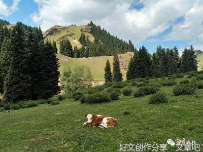《驯小说的人》的读后感大全