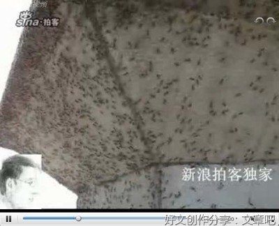 关于人蚊大战的作文