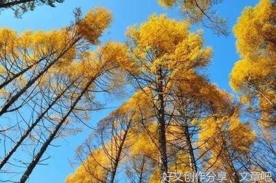 秋天真美作文600字