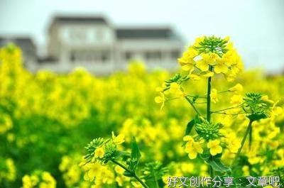 《踏春》的作文