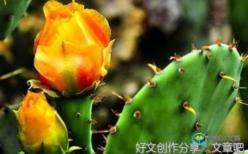 我家的仙人掌作文大全