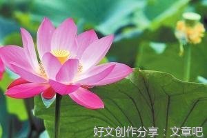 我爱荷花作文大全