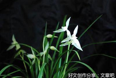 一篇关于植物的作文500