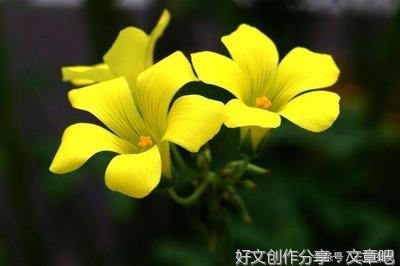 人生不设限的优美句子
