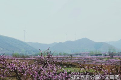 春风吹经典作文