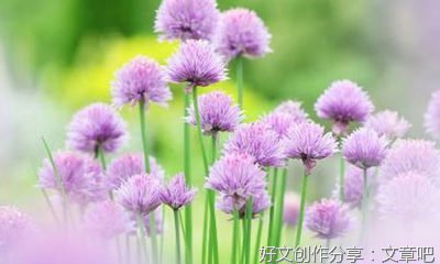 家乡见闻之端午节作文怎么写