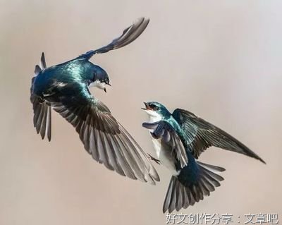 飞鸟集语录