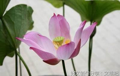 有关记年少，岁月尽蹉跎的句子