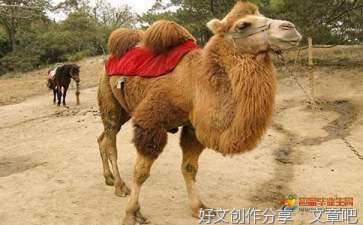 欢迎来到青春期：9~18岁孩子正向教养指南的读后感大全