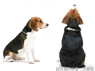 狗狗、企鹅和我读后感锦集