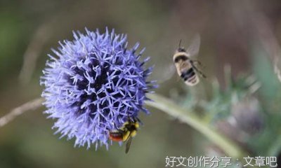关于粽香悠悠话端午的作文800字