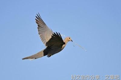 关于飞鸟集的句子