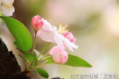 川端康成优美的句子