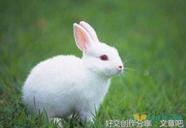 兔子作文节尾20~30字10篇