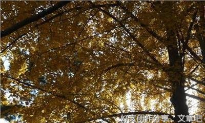 描写冬天银杏树的作文600字