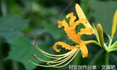 关于端午节游园的作文200字(通用10篇)