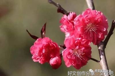 我的植物朋友桃花作文10篇