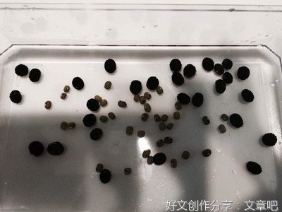 绿豆成长记通用作文