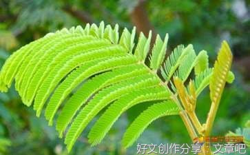 观察含羞草作文10篇