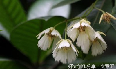 端午节传说作文