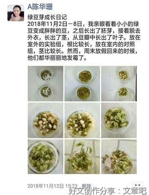 绿豆芽作文800字