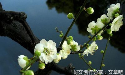 我最喜欢的节日端午节作文