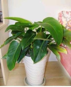 森林呼吸：打造舒缓压力和焦虑的家中小森林经典读后感有感