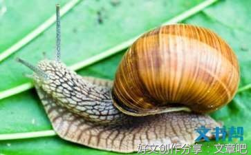 有关我心爱的宝贝的作文