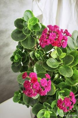 富贵竹作文(通用10篇)