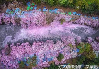 春天的花作文600字