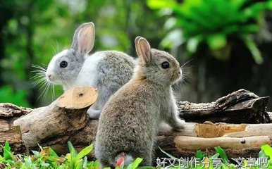我家的小兔子作文600字