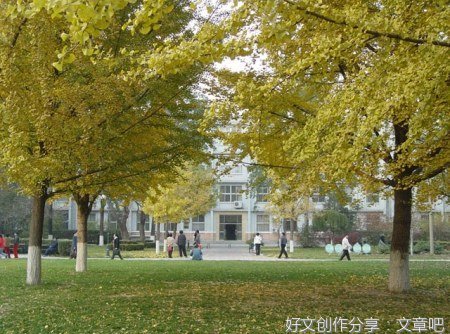 关于校园下的葱兰花的作文10篇