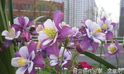 喂鱼经典作文