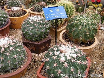 植物园作文300字