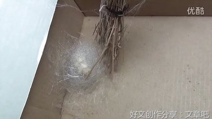 养蚕日记