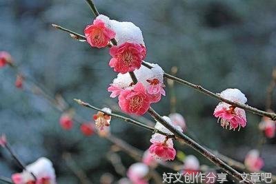 有关我爱梅花的作文