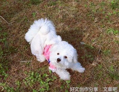 我的动物朋友小狗作文10篇