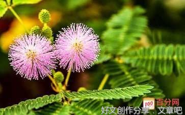 有关有趣的含羞草的作文