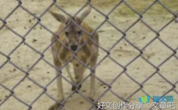 小白兔采蘑菇作文大全