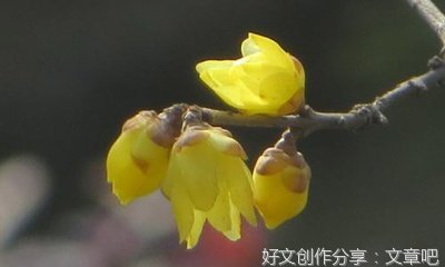 九寨沟经典作文