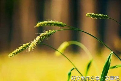 初中英语作文端午节80(精选10篇)