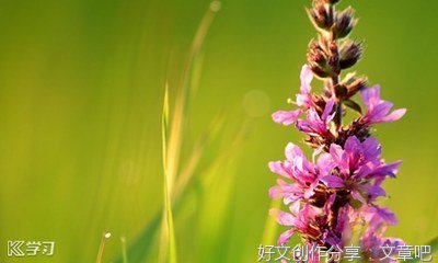 写端午节英语作文