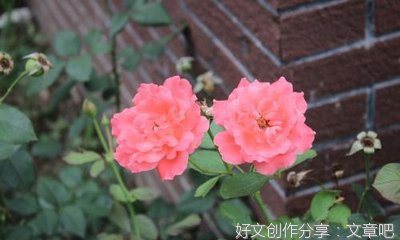 端午节关于食物的作文(精选10篇)
