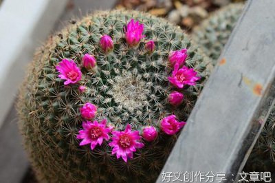描写仙人掌的作文450字