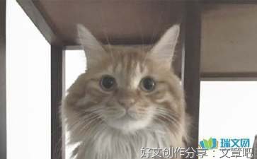痛苦的回忆关于动物的作文