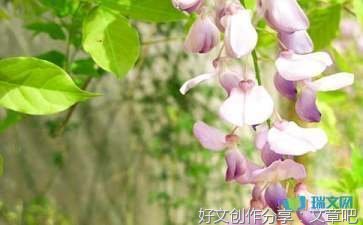 关于没有开花紫藤萝的作文300字