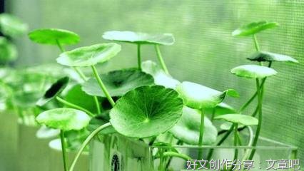 《铜钱草》的作文