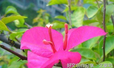 东莞的端午节吃粽子作文500