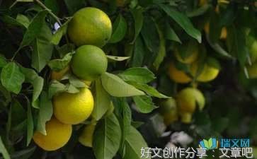 关于秋天去果园采摘的作文(通用10篇)